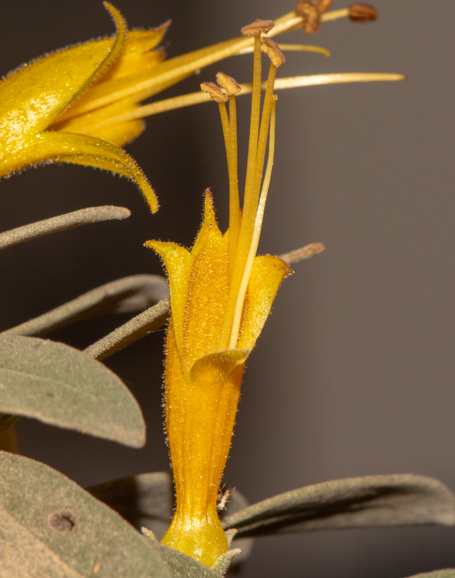 Image of Eremophila glabra specimen.