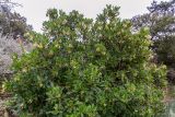 Arbutus unedo. Крона плодоносящего растения. Франция, г. Париж, парк \"Бют-Шомон\", в озеленении. 13.01.2020.