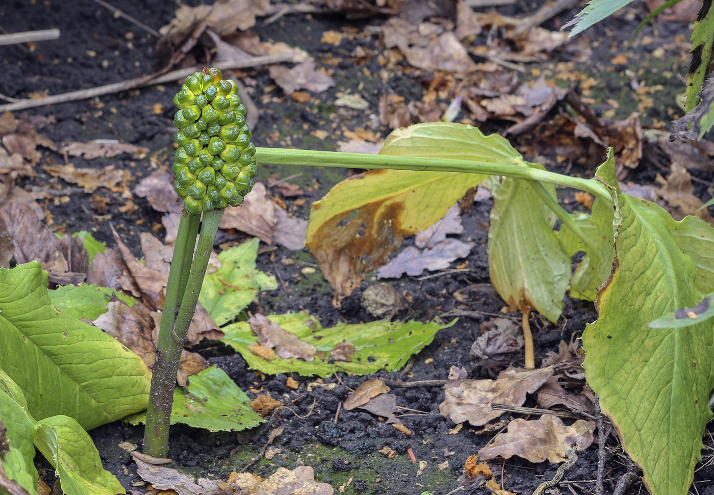 Image of Arisaema komarovii specimen.