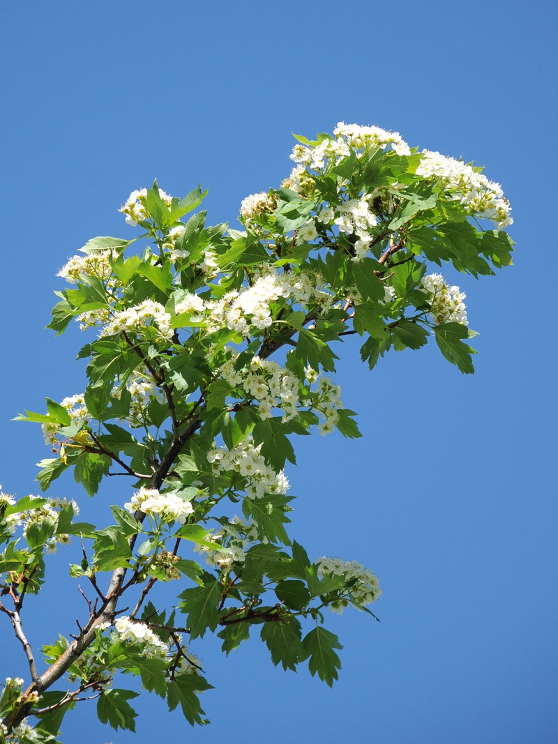 Image of Crataegus almaatensis specimen.