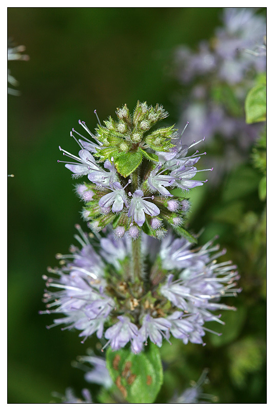 Image of Mentha pulegium specimen.