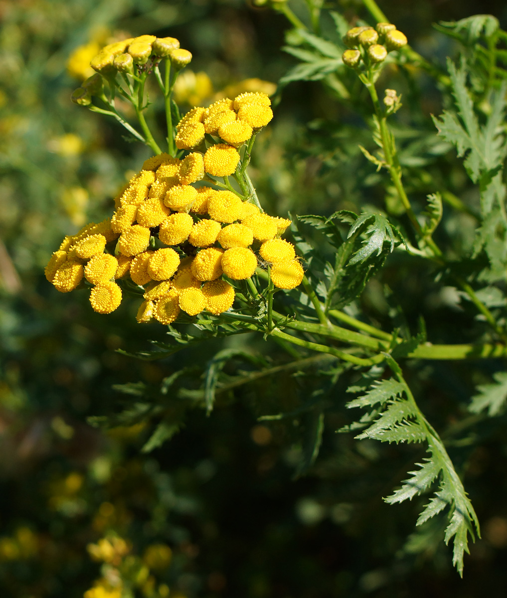 Изображение особи Tanacetum vulgare.