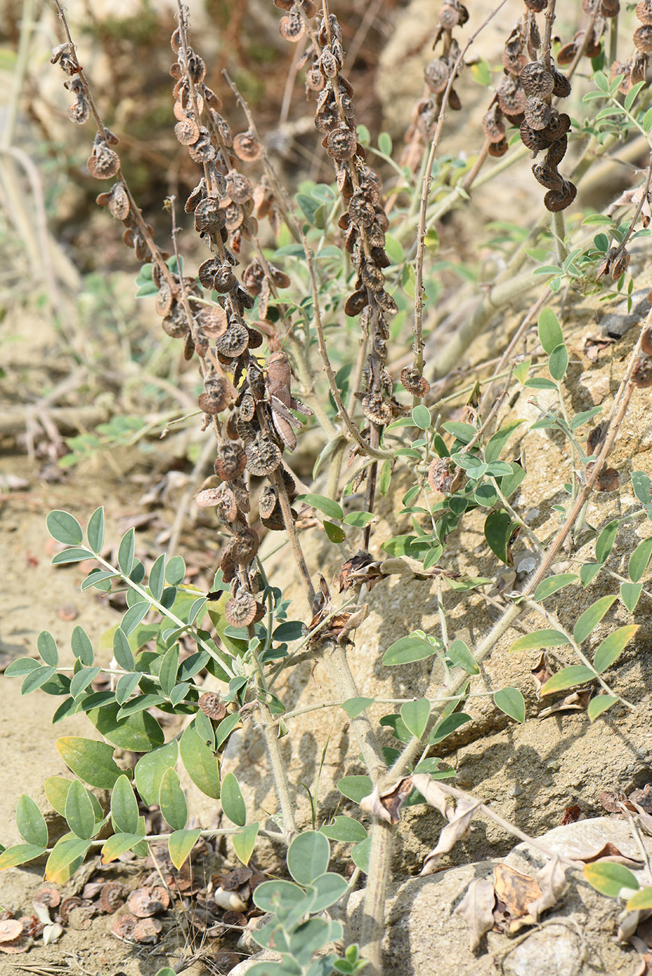 Image of Onobrychis pallasii specimen.