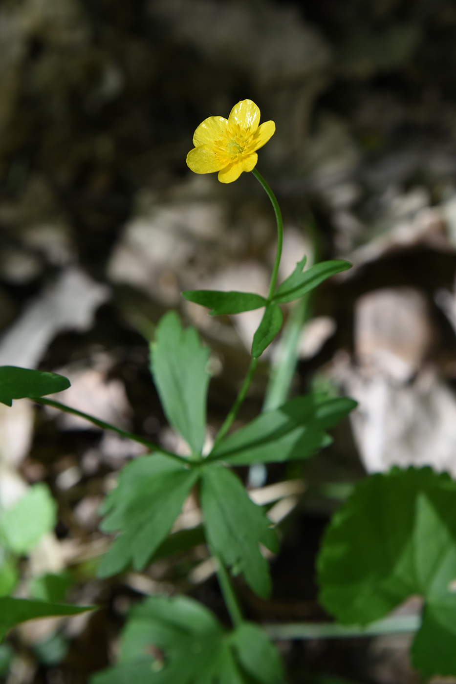 Image of Ranunculus cassubicus specimen.