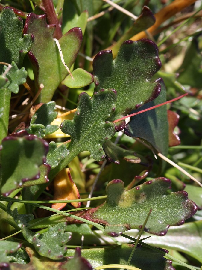 Image of Arctanthemum hultenii specimen.