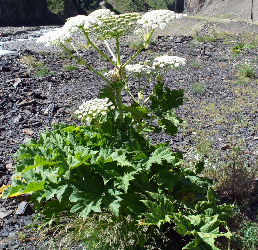 Изображение особи род Heracleum.