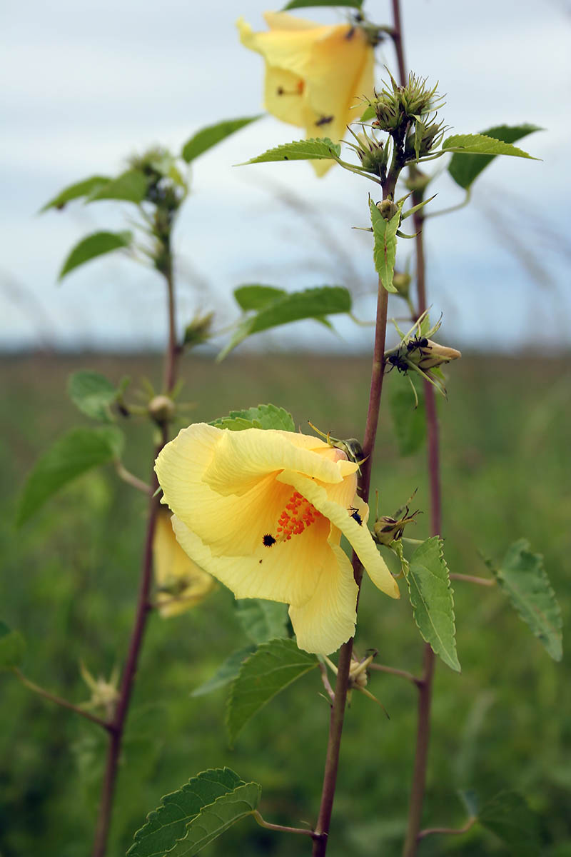 Image of genus Hibiscus specimen.