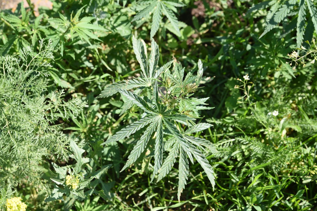 Image of Cannabis sativa var. spontanea specimen.