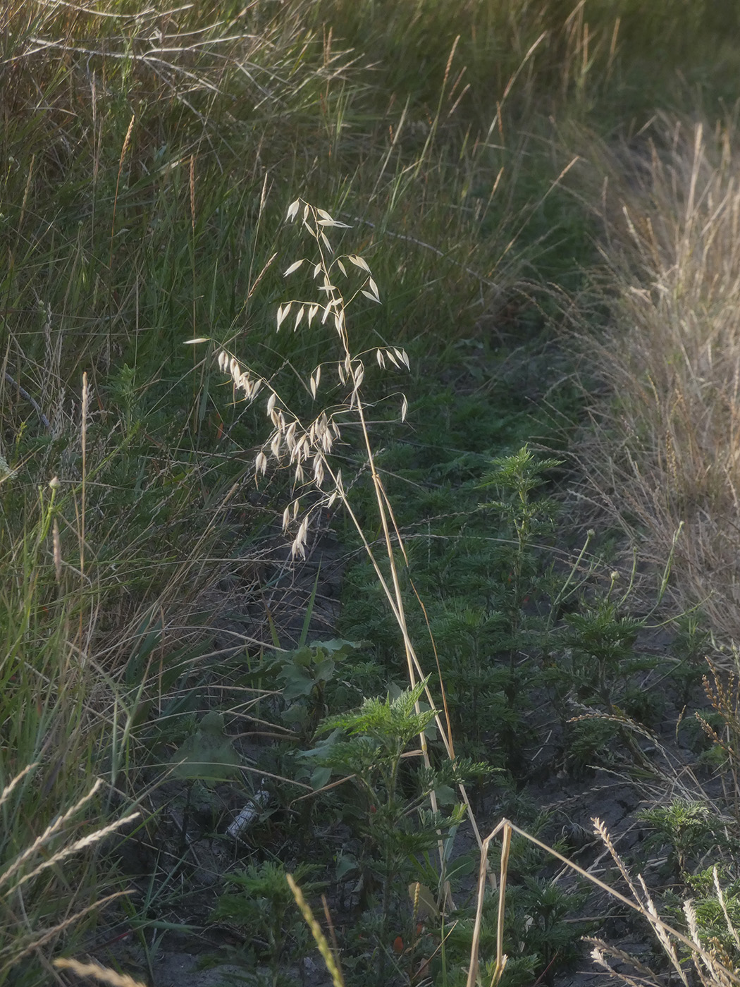 Image of Avena sativa specimen.