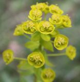 Euphorbia agraria. Соцветие. Крым, Бахчисарайский р-н, окр. с. Трудолюбовка, степной склон г. Патиль. 05.05.2010.