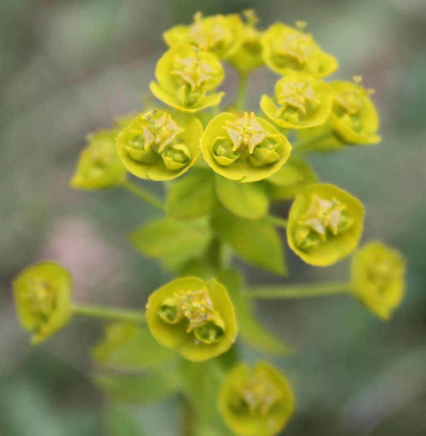 Изображение особи Euphorbia agraria.