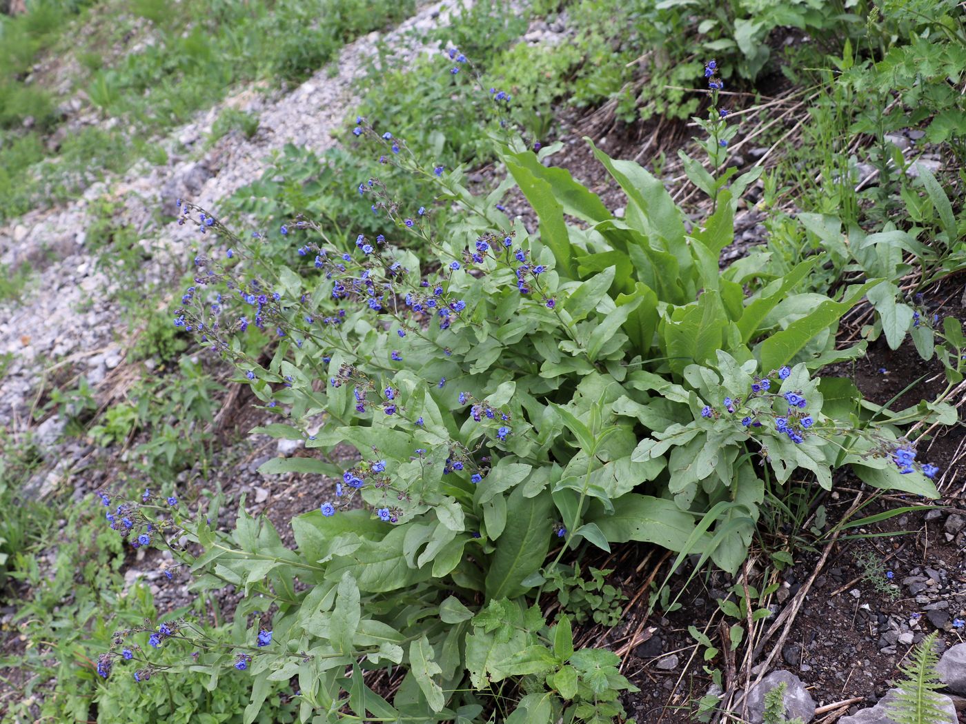 Image of Cynoglossum capusii specimen.