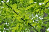 Carpinus cordata. Часть ветки с соплодиями. Приморский край, Шкотовский р-н, окр. пос. Подъяпольск, склон сопки, широколиственный лес. 29.05.2022.