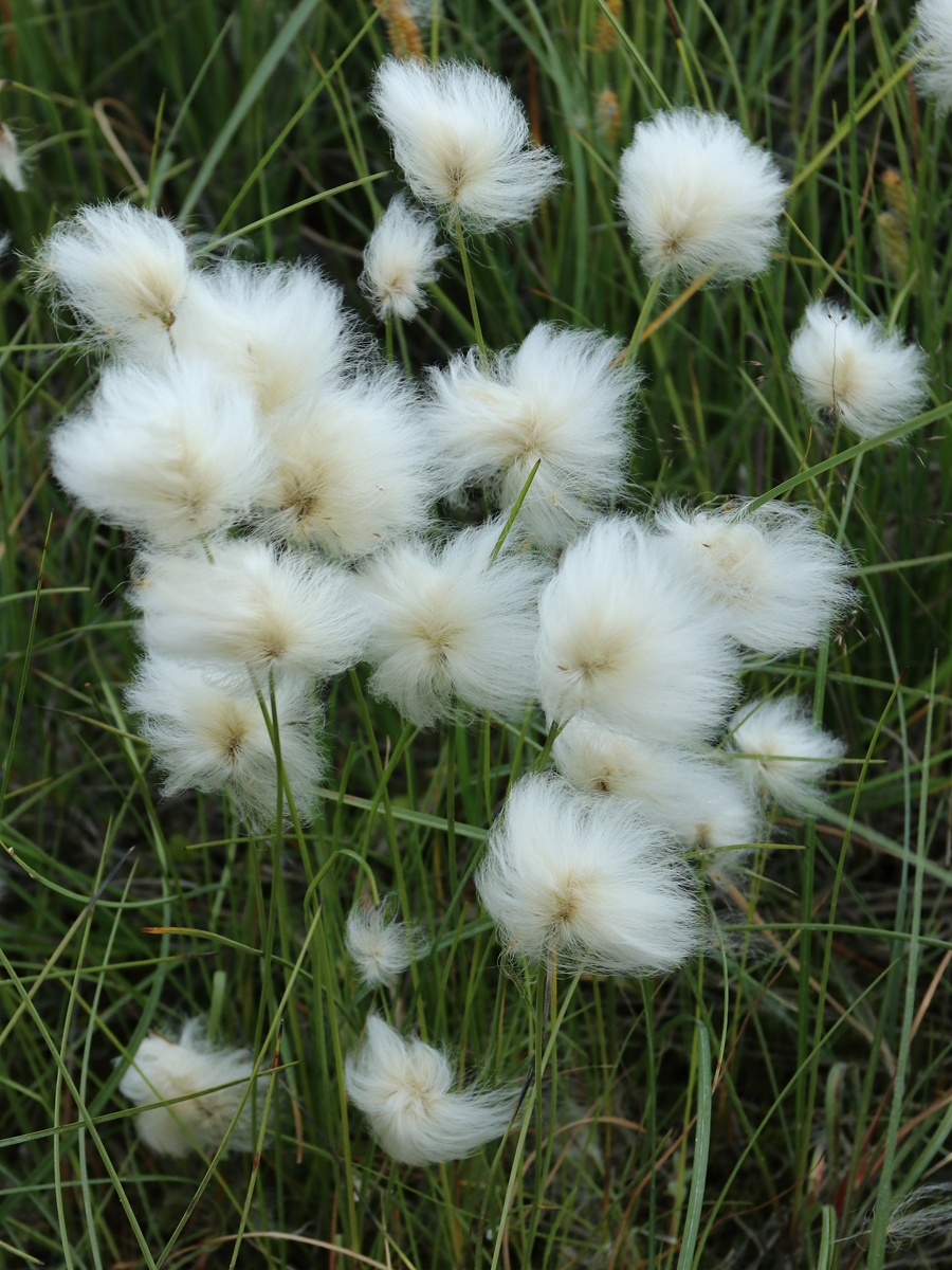 Изображение особи Eriophorum &times; medium.