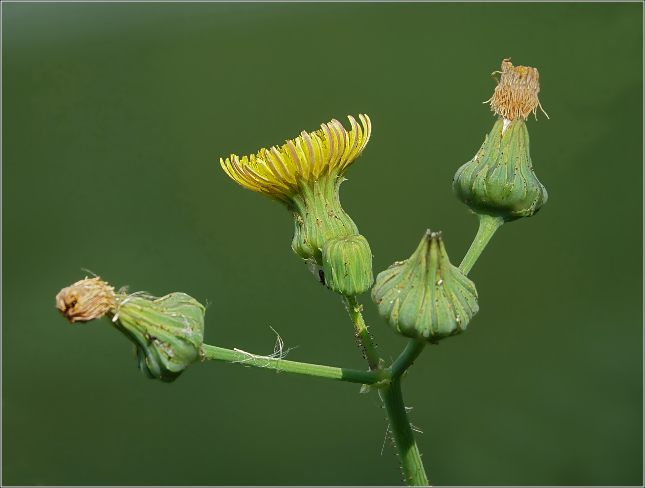 Изображение особи Sonchus oleraceus.