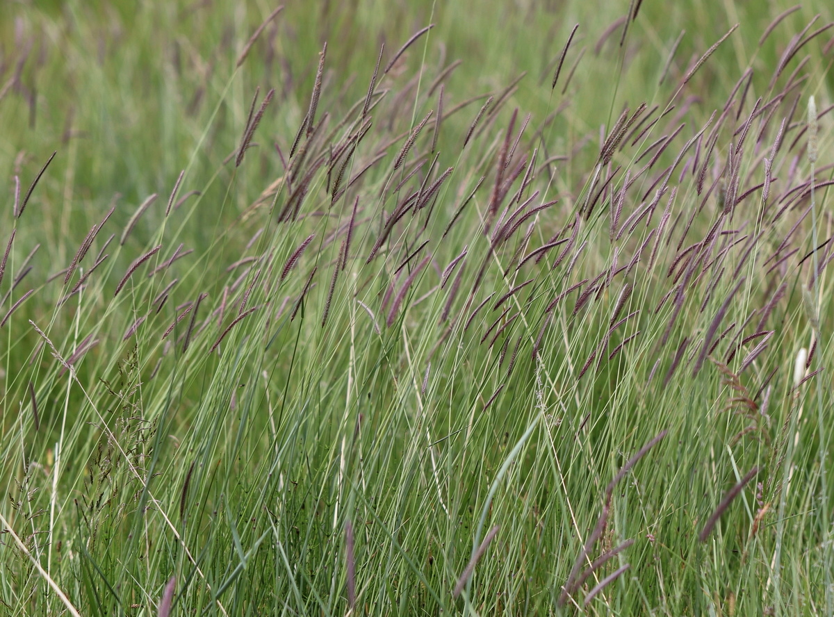 Image of Hordeum brevisubulatum specimen.