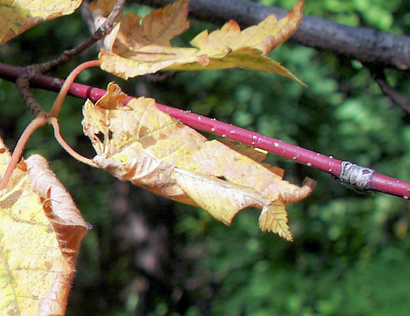 Image of Acer ukurunduense specimen.