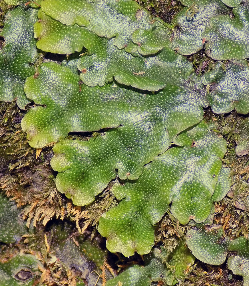 Image of Conocephalum conicum specimen.