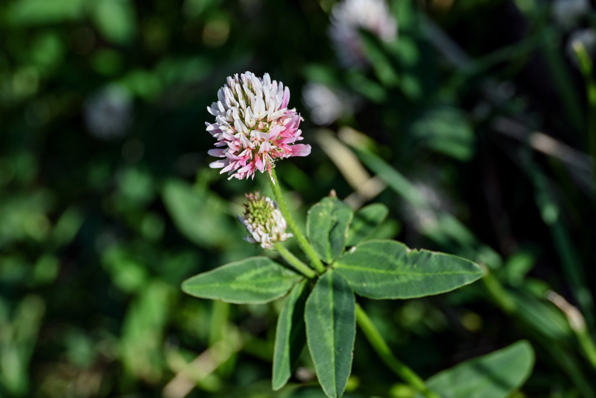 Image of Trifolium ambiguum specimen.