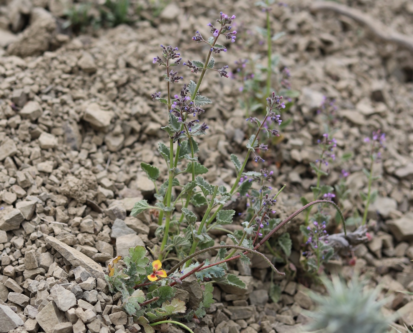 Изображение особи Nepeta saccharata.