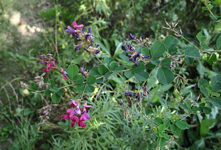 Image of Lespedeza bicolor specimen.