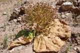 Rheum turkestanicum. Плодоносящее растение. Таджикистан, Согдийская обл., Исфара, Калача Мазар (близ мавзолея Ходжа Рошнаи), пестроцветы. 2 мая 2023 г.