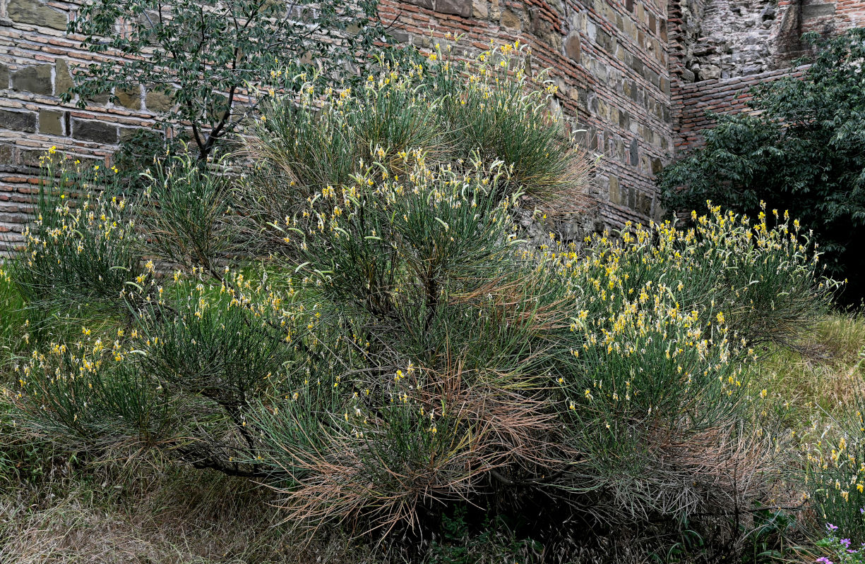 Image of Spartium junceum specimen.