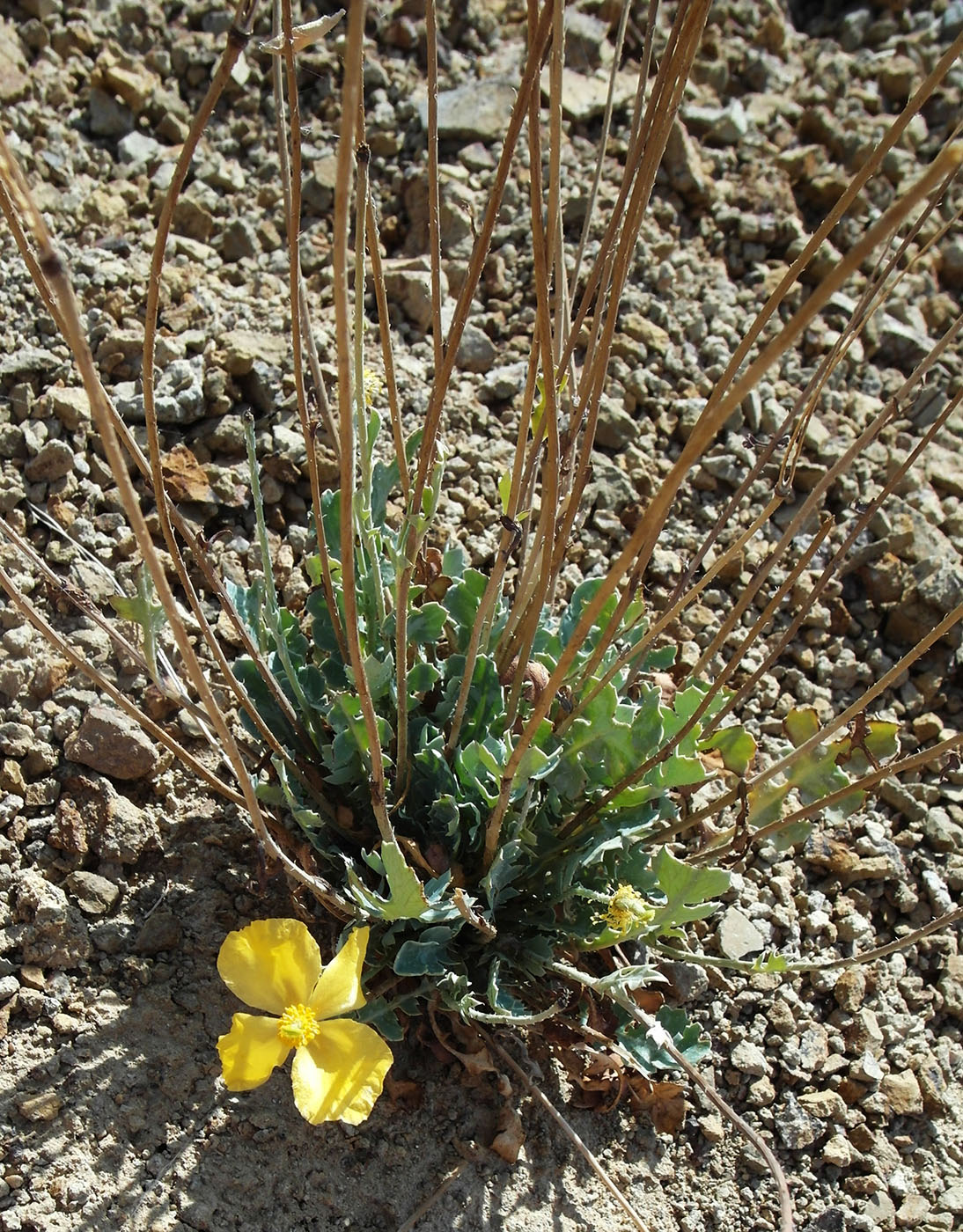 Image of Glaucium squamigerum specimen.