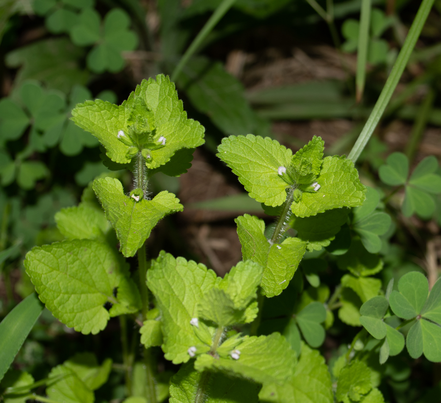 Изображение особи Stachys arvensis.