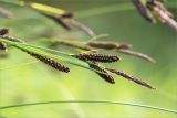 Carex juncella. Верхушка побега с соплодиями и отцветшим мужским соцветием. Мурманская обл., Кандалакшский р-н, Княжегубское вдхр., оз. Нотозеро, небольшой остров, сырой каменистый берег. 05.07.2023.