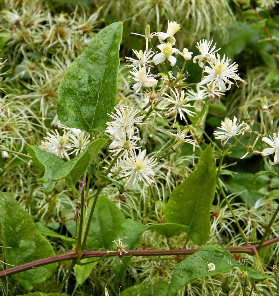 Image of genus Clematis specimen.