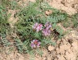 Смотреть изображение Astragalus physodes