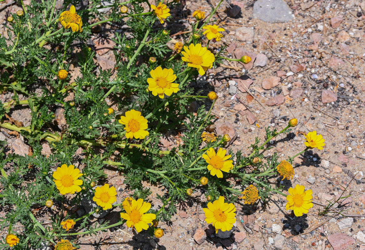 Image of Glebionis coronaria specimen.