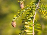 Tsuga canadensis