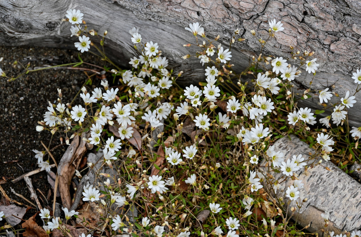 Image of Cerastium regelii specimen.