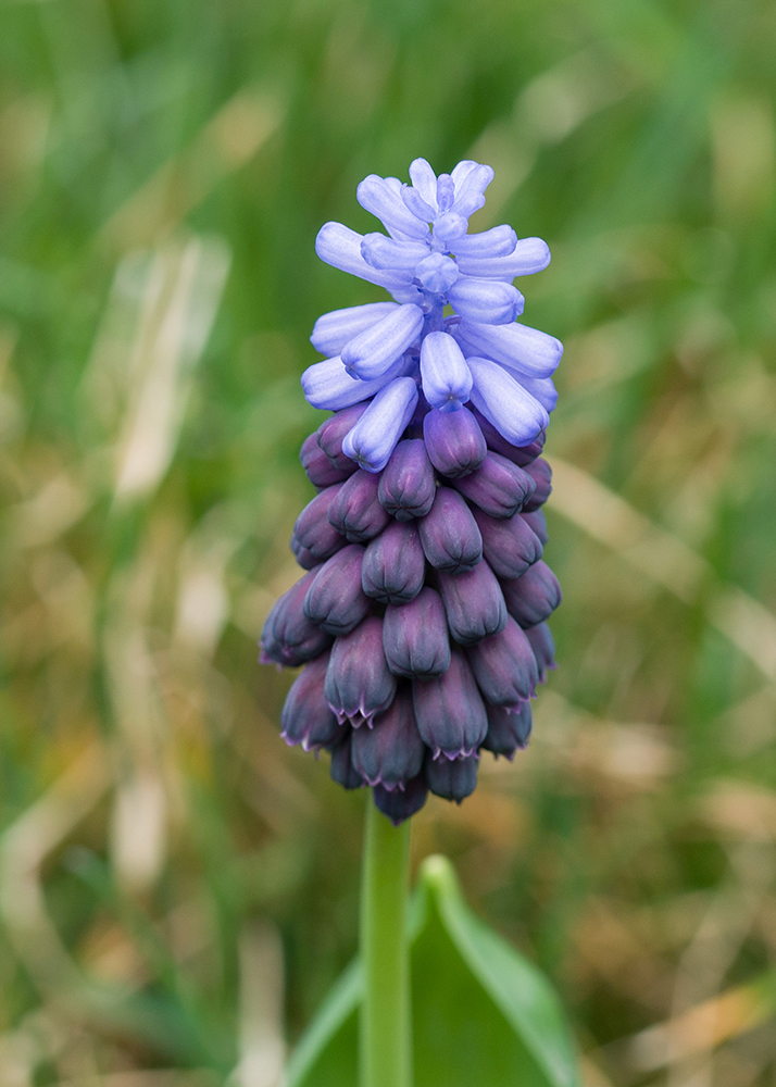 Изображение особи Muscari latifolium.