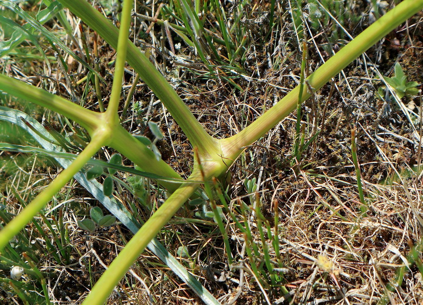 Image of Prangos trifida specimen.