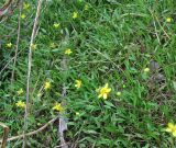 Ranunculus reptans