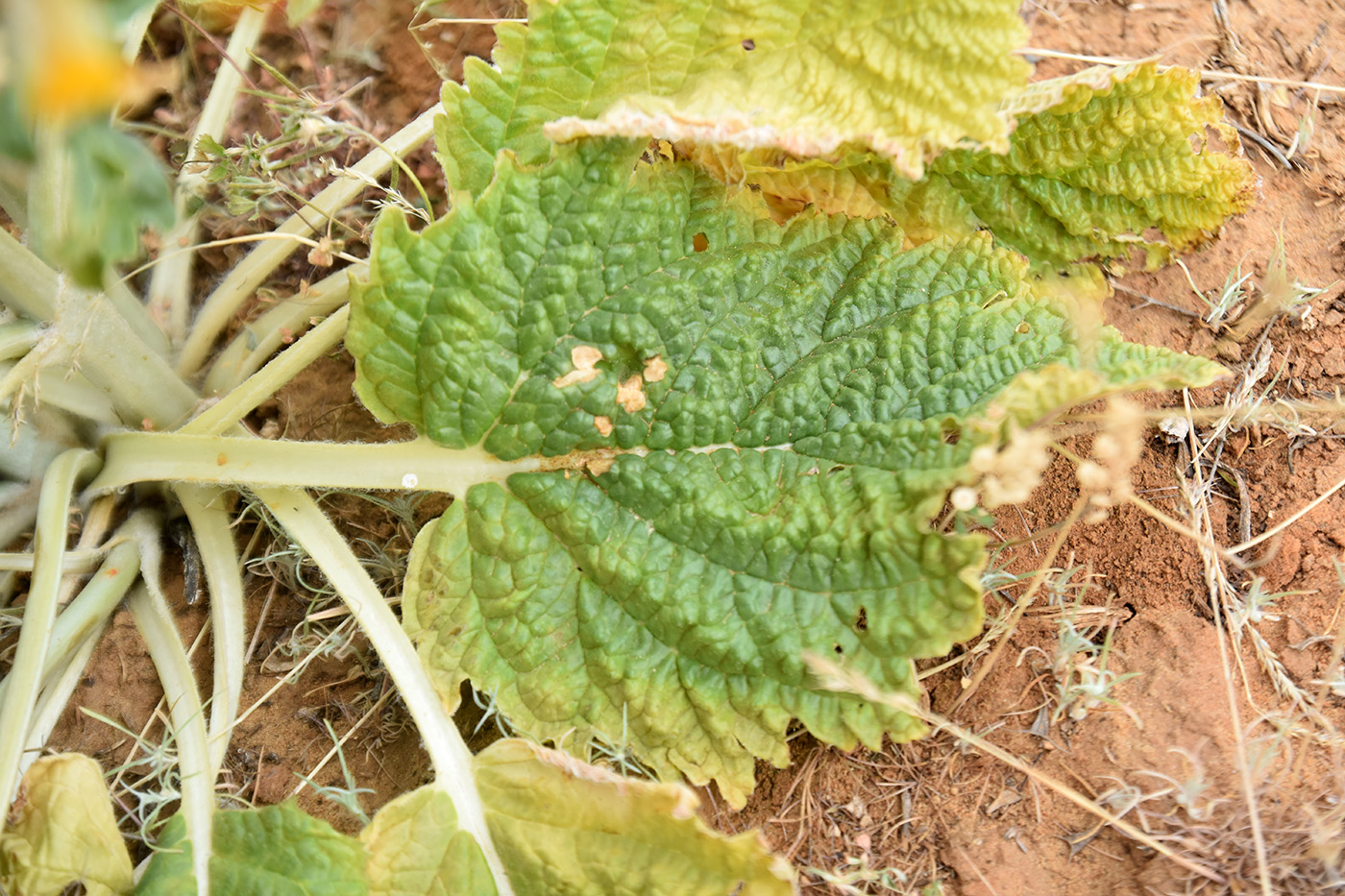 Image of Eremostachys tuberosa specimen.