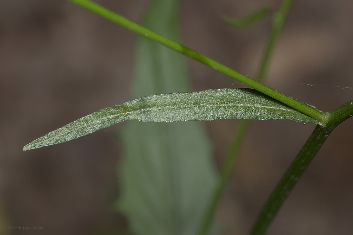 Image of Lapsana intermedia specimen.