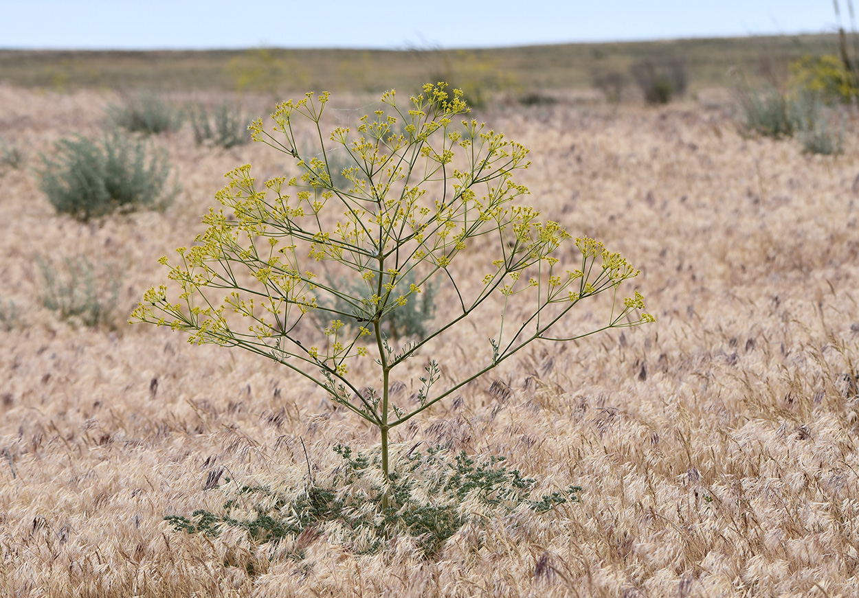 Image of Ferula caspica specimen.