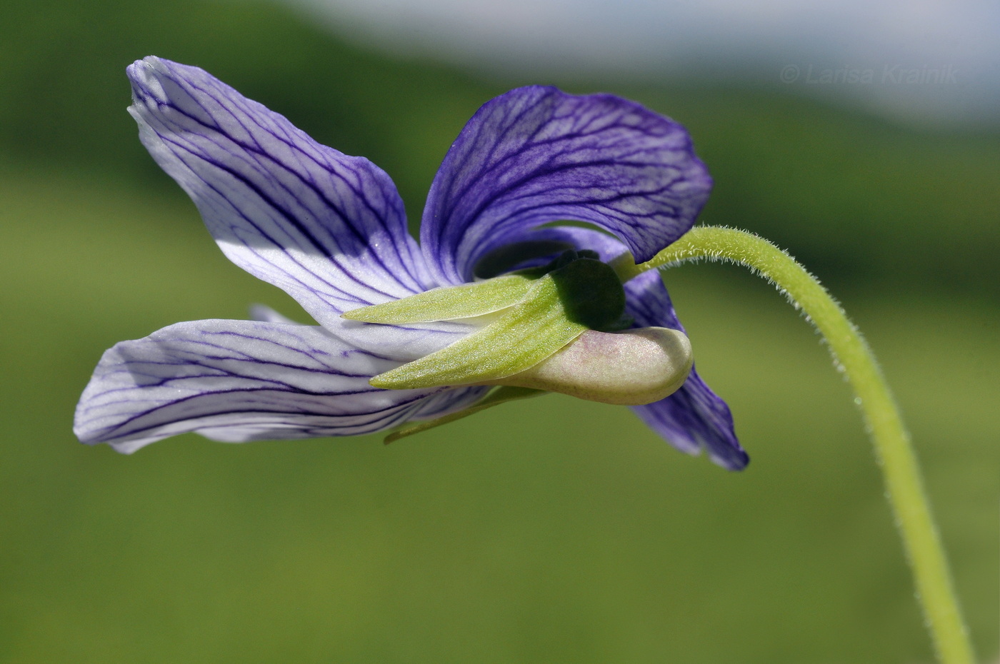 Image of Viola mandshurica specimen.