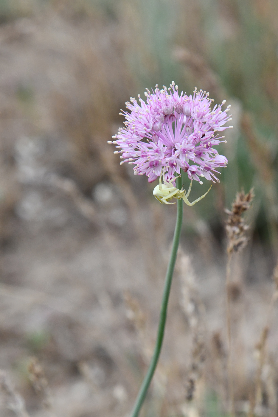 Image of Allium caricifolium specimen.