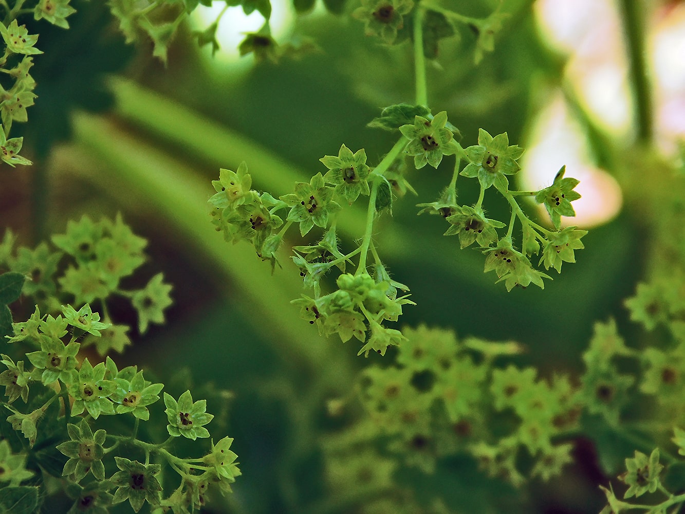 Изображение особи Alchemilla mollis.