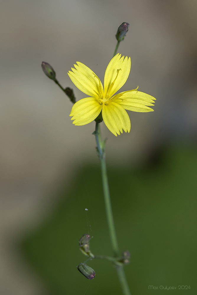 Изображение особи Mycelis muralis.