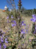 Salvia virgata