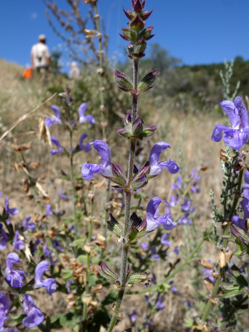 Изображение особи Salvia virgata.