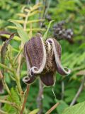 Clematis fusca. Цветок. Хабаровский край, г. Комсомольск-на-Амуре, дол. руч. Тёплый ключ, в зарослях Sorbaria sorbifolia. 12.07.2024.