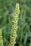 Rumex stenophyllus. Часть соплодия. Приморский край, г. Владивосток, на газоне. 07.09.2024.