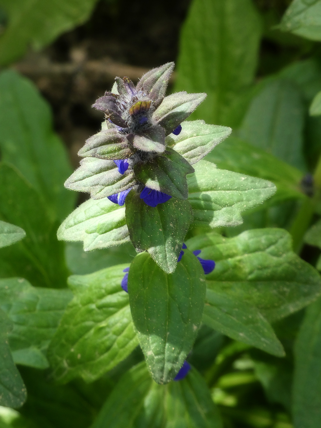 Image of Ajuga genevensis specimen.